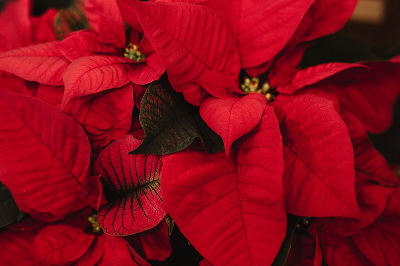 love &amp; honey photography-1813